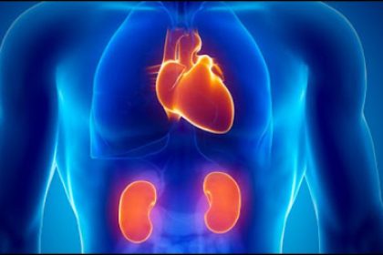 Hipertensiunea arterială esențială (HTAE) și afectarea renală