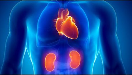 Hipertensiunea arterială esențială (HTAE) și afectarea renală